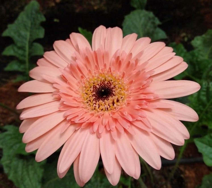Gladiolus variety, Arka Pratham