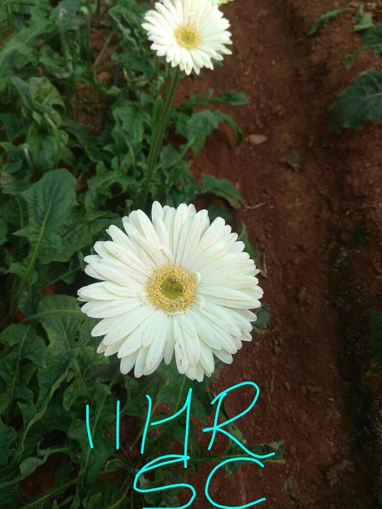 Gladiolus variety, Arka Ranjini