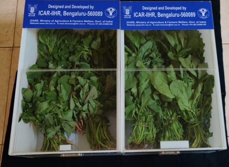 Embryogenic Cell Suspensions for mass multiplication of banana (cv Elakki bale)