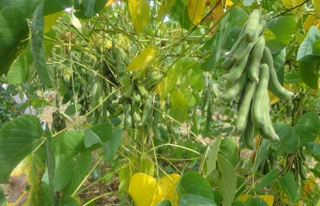 Biological control of Mango inflorescence hoppers Idioscopus spp