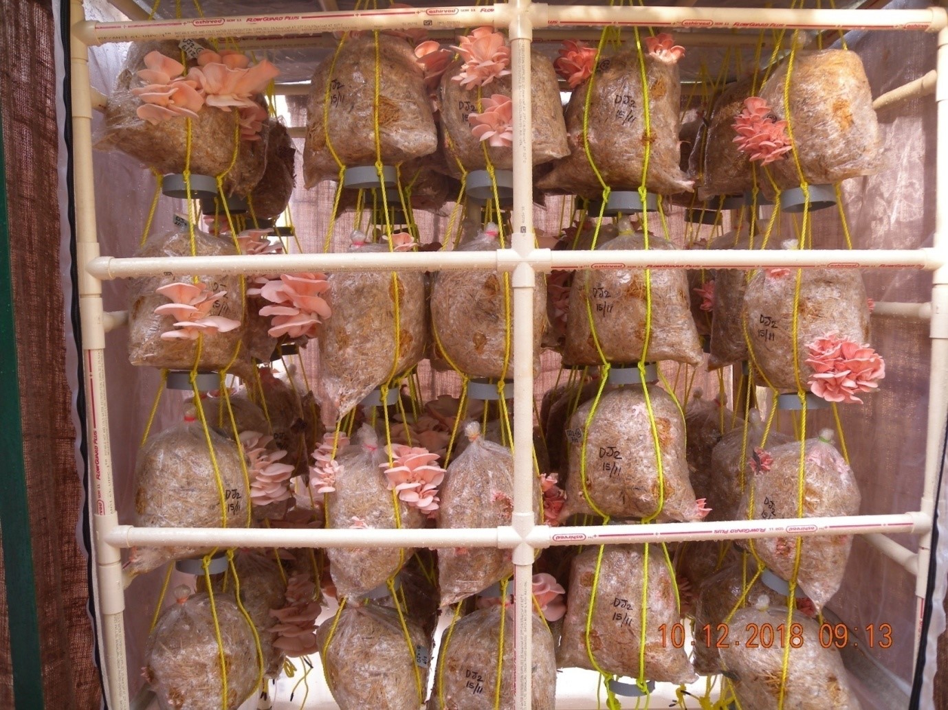 High yielding, rust resistant pole type French bean variety, Arka Sukomal: