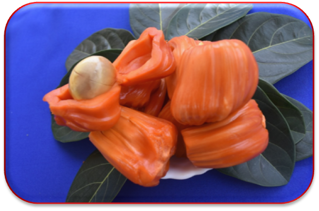 Linking biodiversity to livelihood security- Jackfruit