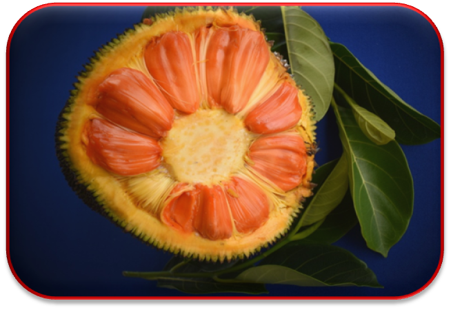 Linking biodiversity to livelihood security- Jackfruit