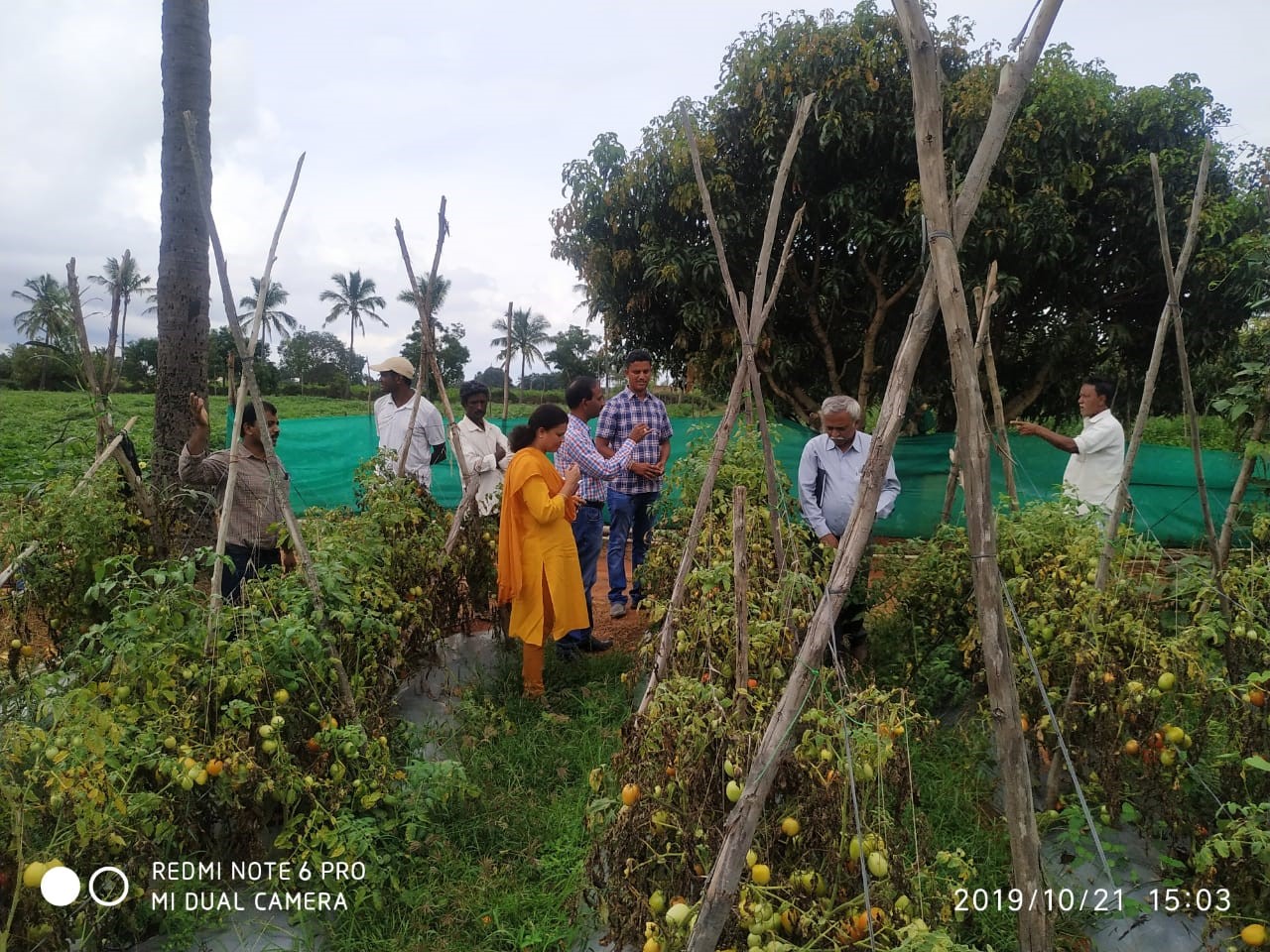 Awareness workshop on  Tomato leaf miner (Tuta absoluta)  identification and management held in Kolar on 21.10.2019