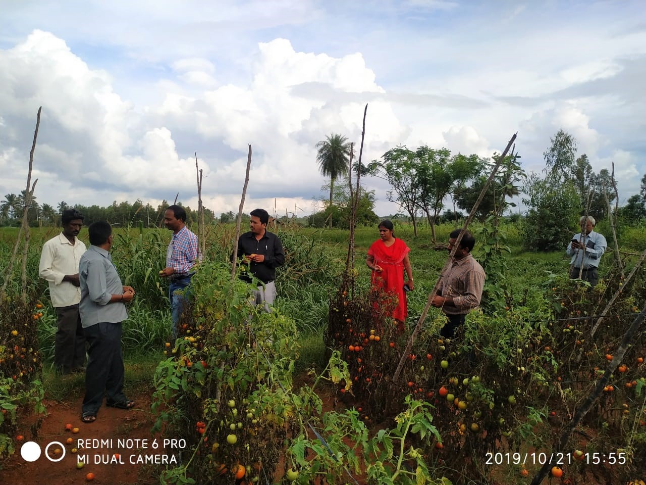Awareness workshop on  Tomato leaf miner (Tuta absoluta)  identification and management held in Kolar on 21.10.2019