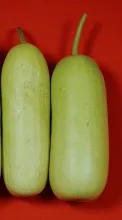 Bottle Gourd variety- Arka Nutan