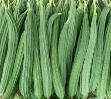 Ridge gourd - Arka Prasan