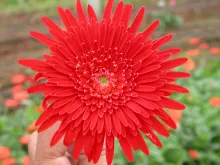 Gerbera variety: Arka Red