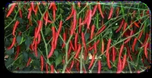 Arka Yashasvi (H 8): Chilli F1 hybrid resistant to ChLCV