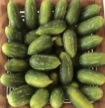 Ivy gourd - 	Arka Neelachal Sabuja