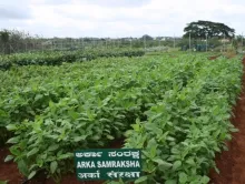 Amaranth - Arka Samraksha