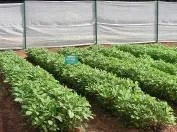 Amaranth - Arka Varna