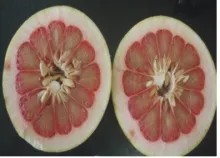Pummelo Variety Arka Anantha