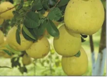 Pummelo Variety, Arka Chandra