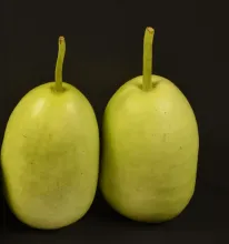 Bottle Gourd- Arka Ganga