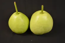 Bottle gourd variety- Arka Shreyas: