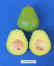 Arka Supreme:  A high yielding Avocado variety