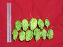  Bitter gourd - Arka Harit