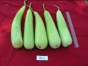 Bottle Gourd - Arka Bahar