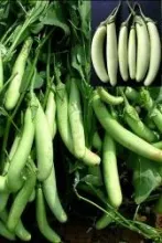 Brinjal - Arka Anand