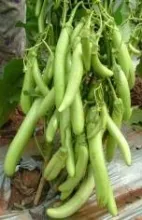 Brinjal - Arka Avinash