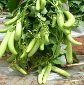 Brinjal - Arka Harshitha