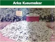 Brinjal - Arka Kusumakar