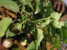 Brinjal - Arka Neelanchal Shyama