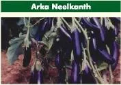 Brinjal - Arka Neelkanth