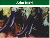 Brinjal - Arka Nidhi
