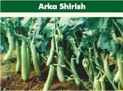 Brinjal - Arka Shirish