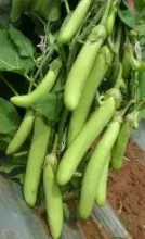 Brinjal - Arka Unnathi