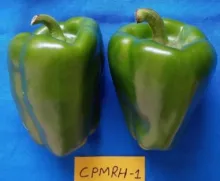 Capsicum - Arka Athulya 