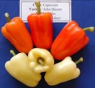 Capsicum - Arka Basant