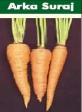 Carrot - Arka Suraj
