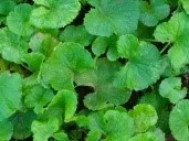 Centellaasiatica - Arka Divya (CA-1)