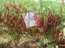 Chilli - Arka Harita