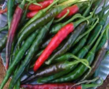 Chilli - Arka Lohit
