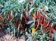 Chilli - Arka Meghana