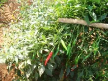 Chilli - Arka Neelanchal Prabha