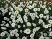 China aster - Arka Archana