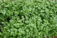 Coriander - Arka Isha