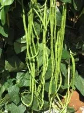 Cowpea - Arka Mangala