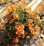 Crossandra -  Arka Chenna