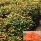 Crossandra - Arka Shreeya