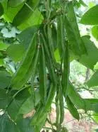 Dolichos Bean - Arka Adarsh