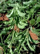 Dolichos Bean - Arka Amogh