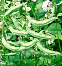 Dolichos Bean - Arka Jay