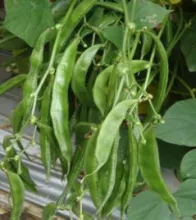 Dolichos Bean - Arka Krishna