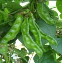 Dolichos Bean - Arka Pradhan